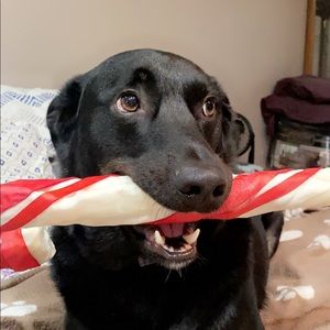 Meet your Posher, Cody